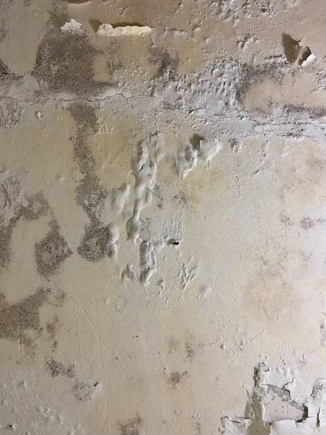 Crawl Space Mold Removal in Northlake, SC