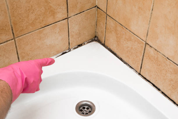 Best Black Mold Removal  in Northlake, SC