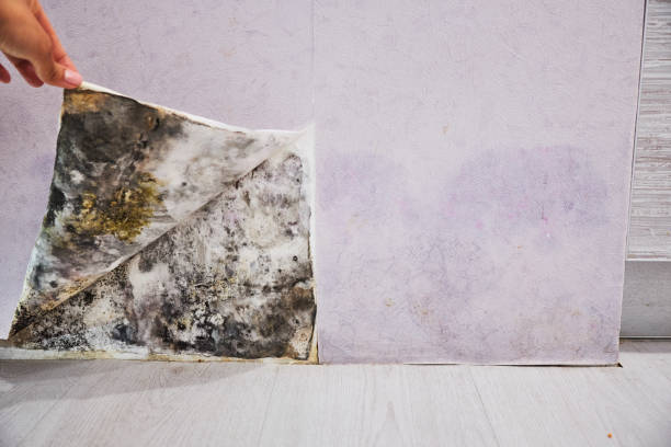 Best Mold Cleaning Services  in Northlake, SC